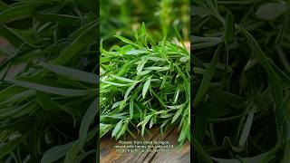 About The Benefits Of Tarragon food eating eatnatural health facts naturalfood vegetables [upl. by Yelwar634]