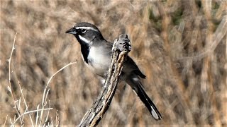 Blackthroated Sparrow  Bird Call [upl. by O'Rourke]