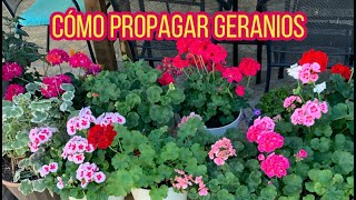 Como Propagar Geranios Y Cuidados [upl. by Anitnegra]