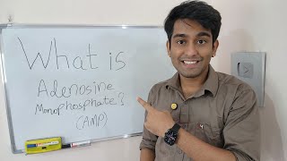 Learn What is Adenosine Monophosphate AMP   AMP  The Energy and Signal Messenger  in Biology [upl. by Aldora]