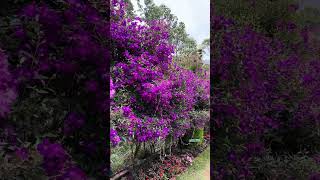 Purple Glory Tree  Pleroma semidecandrum  Princess Flower  Tibouchina Tibouchina urvilleana [upl. by Adnalue]