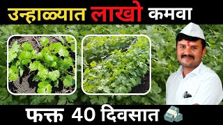 उन्हाळी कोथिंबीर लागवड संपूर्ण माहिती  कोथिंबीर लागवड माहिती Coriander Cultivation Information [upl. by Naesad]