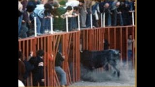 El toro quotRatoneroquot de la ganadería de Miguel Vilar quotLucasquot Vilafamés Toros de Leyenda [upl. by Etnuhs]