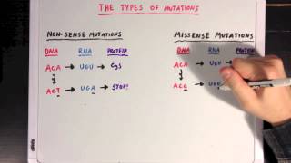 The Different Types of Mutations [upl. by Wenger]