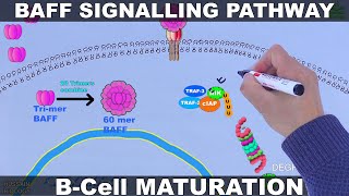 BAFF Signalling Pathway  B Cell Maturation and Survival [upl. by Alyos]