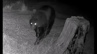 Remote CritterCamp Cam02 Part 1  Black Bear Squirrel Bobcat Elk Coyote [upl. by Rame]