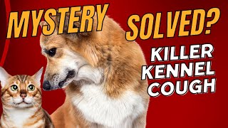 Mystery Kennel Cough  No Longer a Mystery [upl. by Portwine941]