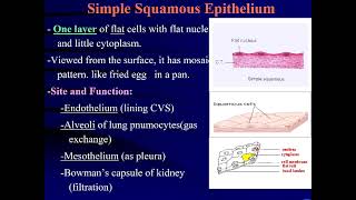 Histology  Epithelial tissue [upl. by Christian]