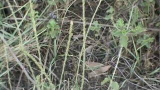 Seed dispersal of Puth kanda Achyranthes splendens [upl. by Nanfa]