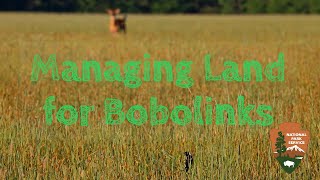 Working Woodlands  Managing Land for Bobolinks [upl. by Enyad]