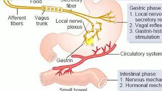 Physiology  GIT  3  PHASES OF GASTRIC SECRETIONS [upl. by Halden]