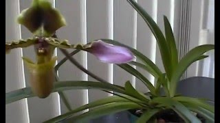 Paphiopedilum esquirolei in bloom video [upl. by Dorine]