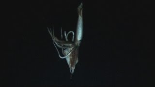 AMAZING VIDEO Giant squid filmed in deep sea habitat for the first time [upl. by Nodroj569]