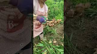 Harvesting Fresh Ginger  From Farm to Table planting satisfying agriculture [upl. by Lusa]