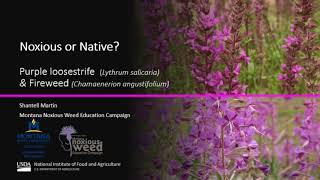 Noxious or Native Purple loosestrife Lythrum salicaria and Fireweed Chamaenerion angustifolium [upl. by Stonwin996]