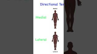 Medial  Lateral  Proximal  Distal What do they mean directionalterminology [upl. by Yrrep]