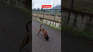 addestramentocani dogtraining detectiondogs workingdogs workingdog boxerdog cane boxer [upl. by Filmore]