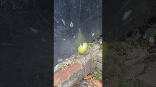 Explosive air rifle pellets VS fruit 🍐 airrifle airgun shooting shorts viral [upl. by Linzer635]