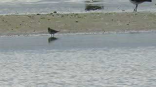 Temmincks Stint Sidlesham Ferry 2282021 [upl. by Hallam]