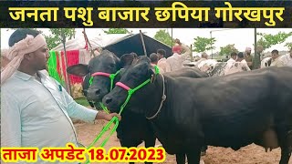 जनता पशु मंडी छपिया गोरखपुरJanta Pashu Mandi Chhapiya Gorakhpurhf cross top breed cow chhapiya [upl. by Licht]