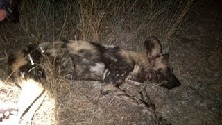 Man saves Wild Dogs Life [upl. by Nomael]