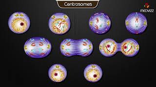 Centrosomes  Animated cell physiology [upl. by Amri]