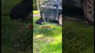 Dog vs snake fight [upl. by Htebazie]