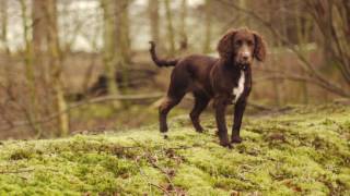 Working Cocker Spaniel Puppy [upl. by Tiana]