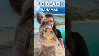 Discover Pig Beach [upl. by Bej105]