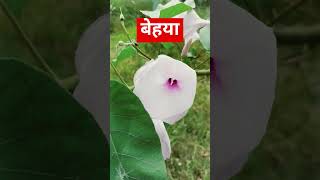 Ipomia fistulosa flowers guesstheflower shortsvideo shorts [upl. by Neersin]