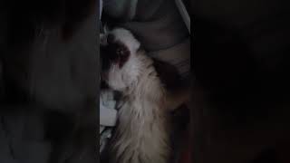 RAGDOLL Kitten Adorable Response to His Name [upl. by Aiek]