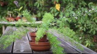 Asparagus densiflorus in bloom August 2022 [upl. by Anaizit]