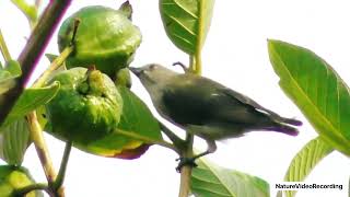 Beautiful Thick Billed Flowerpecker Bird [upl. by Yrreg125]