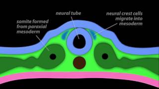 Neurulation [upl. by Eenobe158]