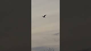 Egrets Flying 102824 [upl. by Matlick764]