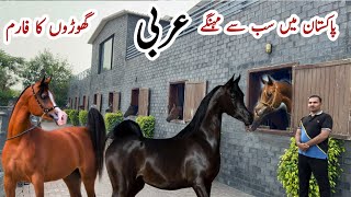 Pakistan Modern Farm of Imported Horses ll TM Stud Farm horse studfarm farm horseriding [upl. by Adnimra2]