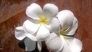 How to make Plumeria Frangipani gum paste blossoms [upl. by Betthezul136]