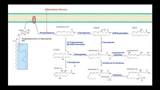 Eicosanoid Biosynthesis Part 2  Leukotrienes [upl. by Vivianne]