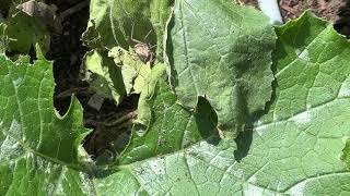 Squash Bugs and Eggs [upl. by Prasad]