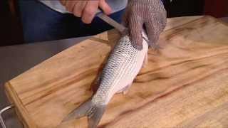 Filleting Fish Mullet [upl. by Enihpets]