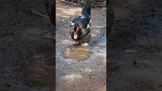 Muscovy duck duck duckbill lovelyduck swan meeting swans animals animalworld chicken [upl. by Gerek]