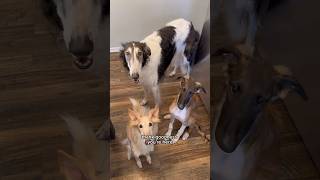 whosnootit part 1 dogtok borzoi silkenwindhound puppy whodunit youdecide fyp dogs [upl. by Charlena355]