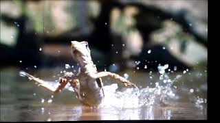 How basilisk lizard walks on water [upl. by Nannarb]