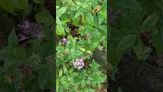 Pentas lanceolata known as Egyptian starcluster flowering plant Family Rubiaceae [upl. by Enoek]