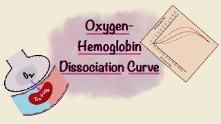 Oxygen Hemoglobin Dissociation Curve  Oxygen transport  Gas Exchange  Respiratory Physiology [upl. by Ramsdell319]