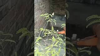 How to make a Tamarind bonsai flower short gardening garden shorts shortvideo nature plants [upl. by Nalla]