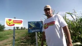 Dekalb DKC4751 kukorica vetőmag KukoricaVetőmaghu Kft 2015 [upl. by Zenger]