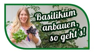 Basilikum erfolgreich anbauen 🌿 vermehren 🌿 richtig ernten [upl. by Nosnaj]