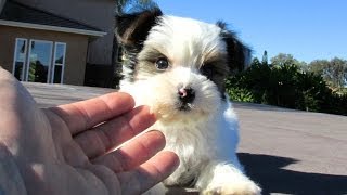 Parti Morkie Puppies For Sale in San Diego California USA [upl. by Evannia]