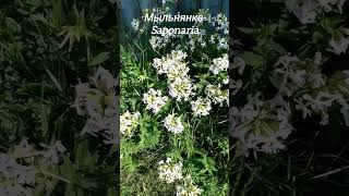 Мыльнянка  Saponaria saponaria латынь [upl. by Aicineohp633]